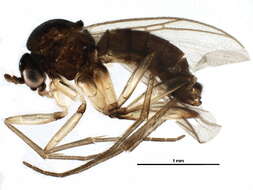 Image of Ectrepesthoneura