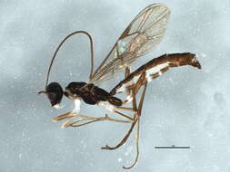 Image of Poemeniinae