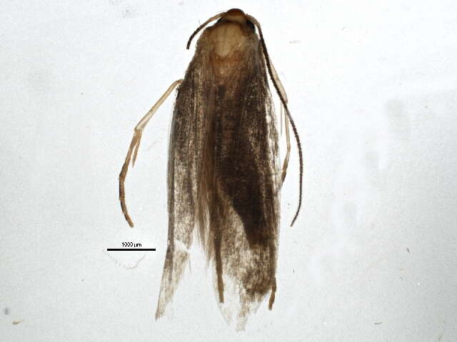 Image of <i>Epermenia falcata</i>