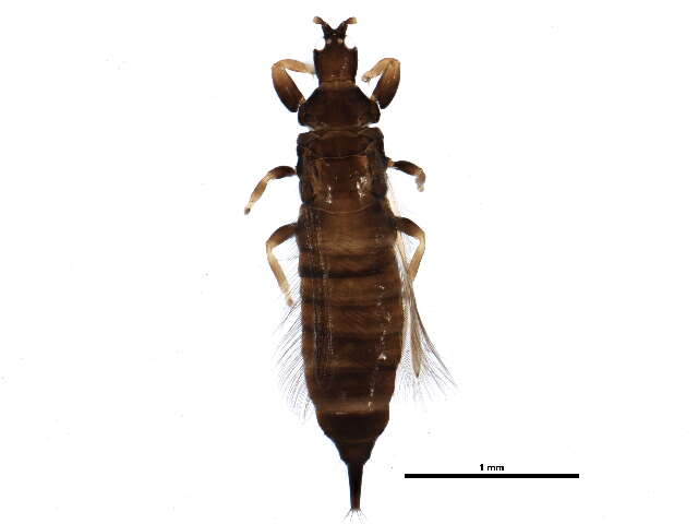 صورة Hoplothrips