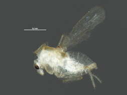 Image of Stempellinella