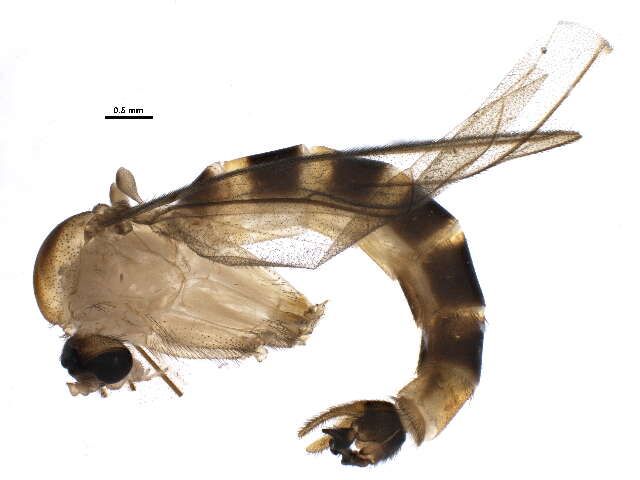 Image of Ditomyiidae