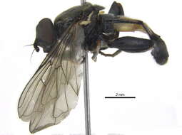 Image of Xylota subfasciata Loew 1866