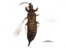 Image of Hoplothrips