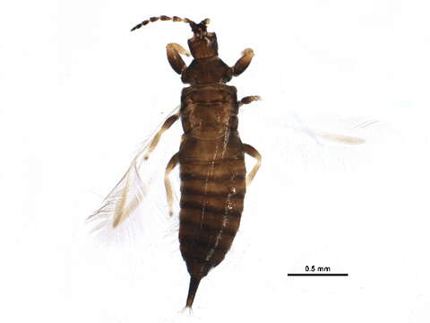 صورة Hoplothrips