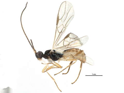 Image of Rhysipolinae