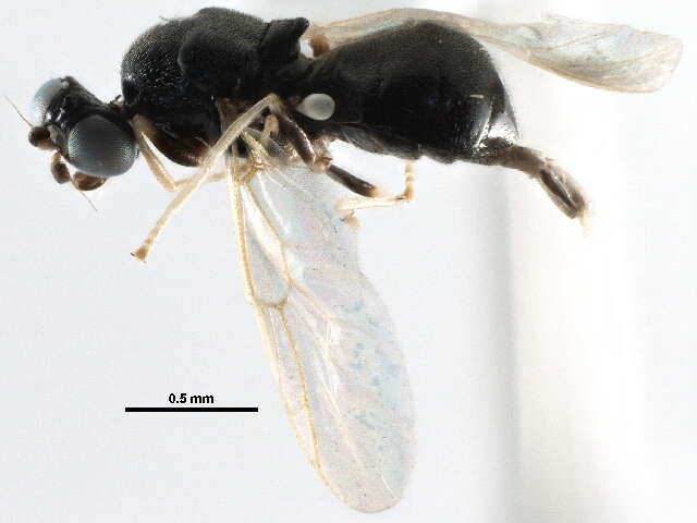 Image of Neopachygaster reniformis Hull 1942