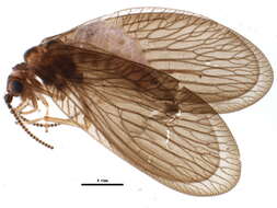 Image of Sisyra