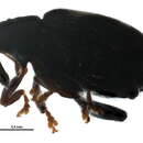 Image de <i>Tachyerges ephippiatus</i>