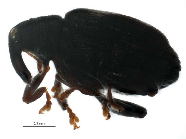 Image de <i>Tachyerges ephippiatus</i>