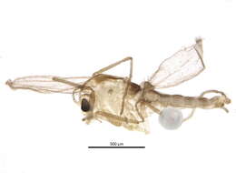 Image of Pseudorthocladius