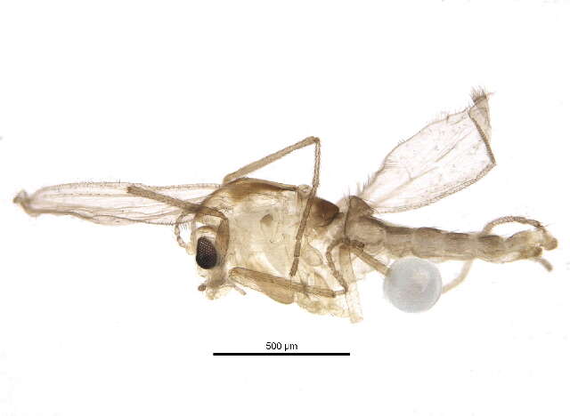 Image of Pseudorthocladius