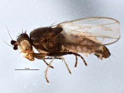 Image of Small dung fly