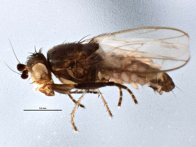 Image of Small dung fly