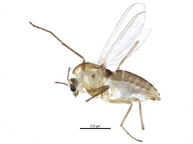 Image of Pseudorthocladius curtistylus