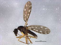 Image of Dolichocephala vockerothi