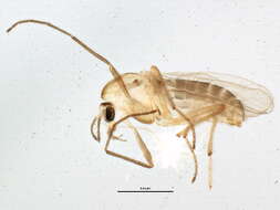 Image of Pseudorthocladius