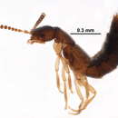 Image of Atheta (Microdota) lippa (Casey 1911)