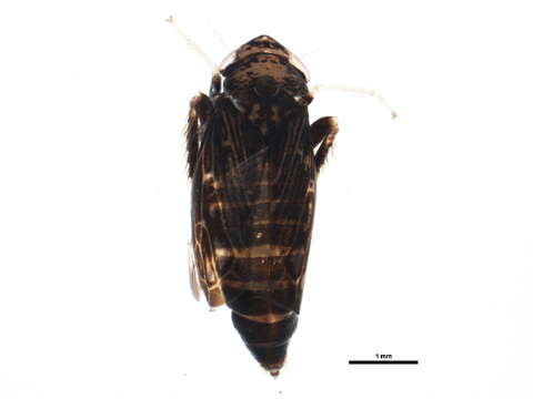 Image of Limotettix