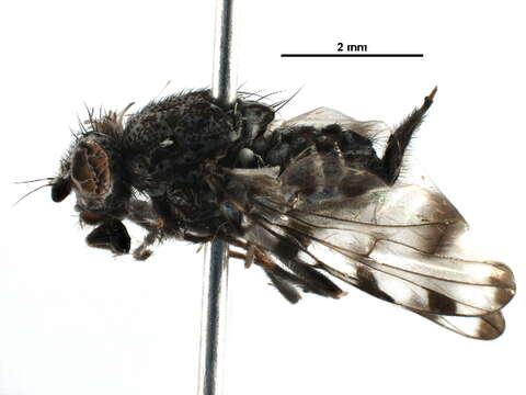 Image of picture-winged flies