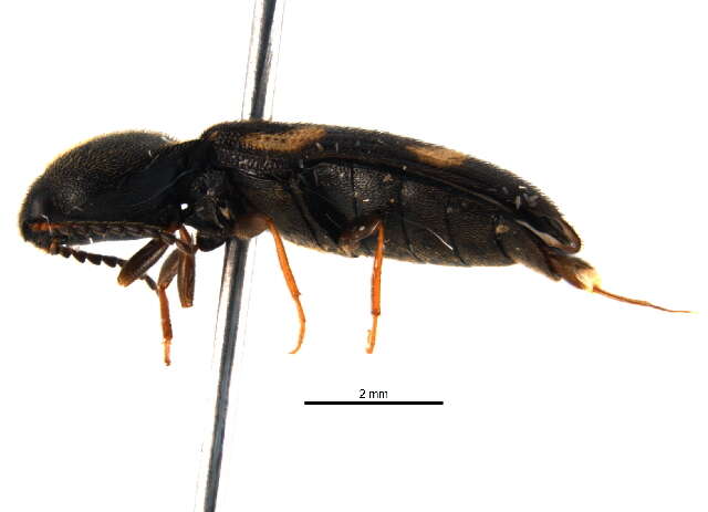 صورة <i>Megapenthes stigmosus</i>