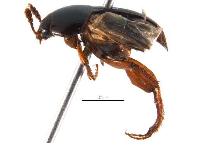 Image of Leiodes rufipes (Gebler 1833)