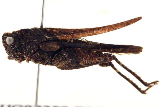 Image of Tetrigoidea