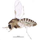 Image of Corynoneura celeripes Winnertz 1852