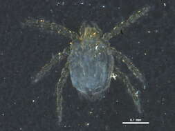 Image of Trombiculoidea