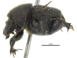 Image of <i>Onthophagus <i>hecate</i></i> hecate