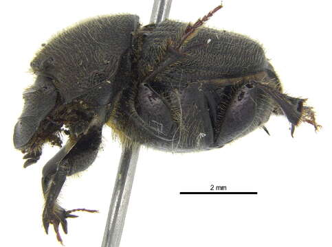 Слика од <i>Onthophagus <i>hecate</i></i> hecate