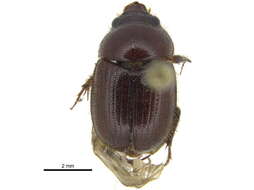 Image of Xenochodaeus musculus (Say 1835)