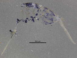 Image of Entomobrya