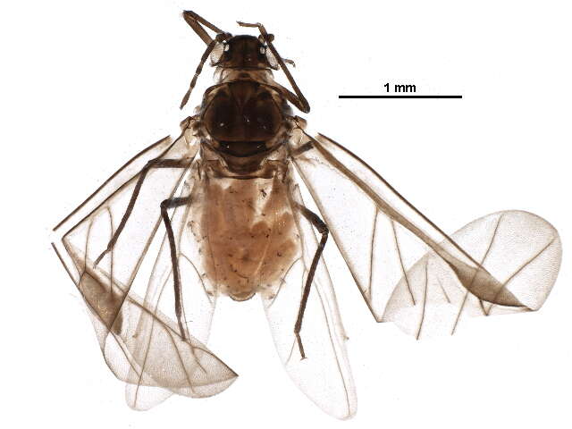 Слика од Eriosomatinae