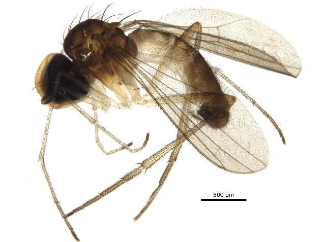 Plancia ëd Sympycnus lineatus Loew 1861