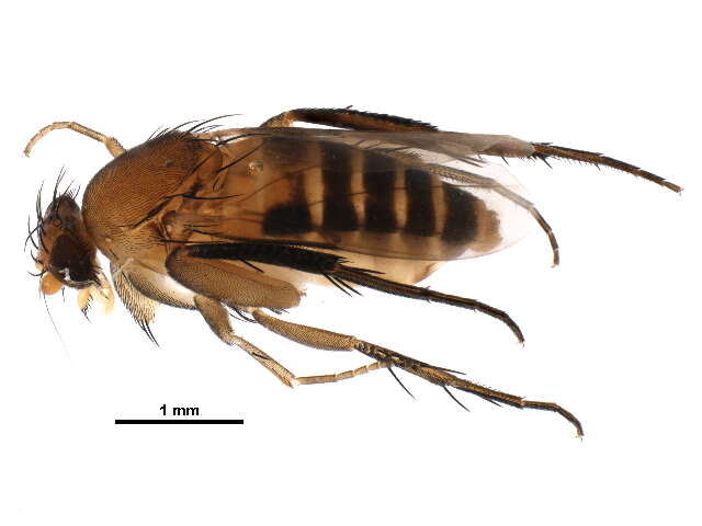 Image de Chaetopleurophora multiseriata (Aldrich 1904)