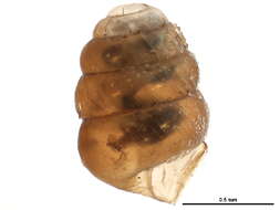 Image of whorl snails