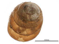 Image of whorl snails