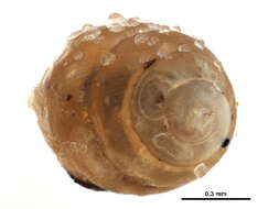 Image of whorl snails