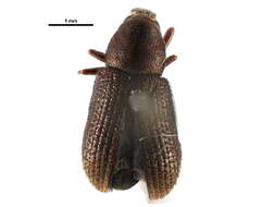 صورة Hylurgops rugipennis (Mannerheim 1843)