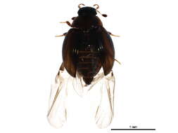 Image of <i>Cercyon adumbratus</i>