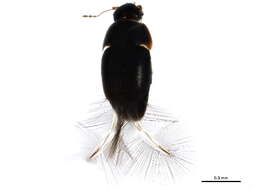 صورة Acrotrichis (Acrotrichis) insularis (Mäklin 1852)