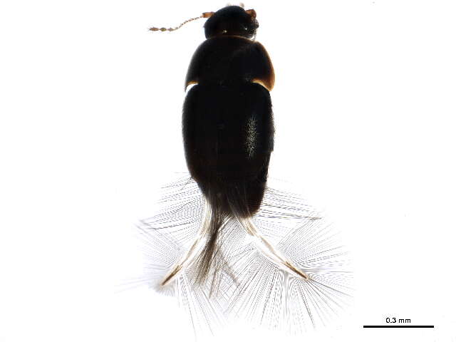 Image of Acrotrichis (Acrotrichis) insularis (Mäklin 1852)