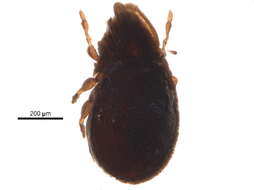 Image of Cymbaeremaeoidea Sellnick 1928