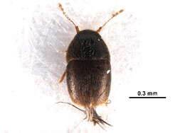 صورة Acrotrichis (Acrotrichis) insularis (Mäklin 1852)