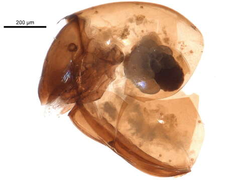 Image of Oribotritiidae Balogh 1943