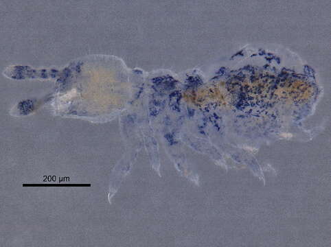 Image of blind springtails