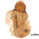 Plancia ëd Synichotritiidae Walker 1965