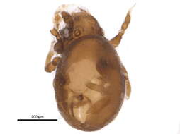 Image of Hermannielloidea Grandjean 1934