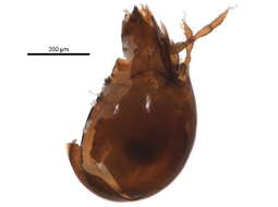 Image of Zetomimidae